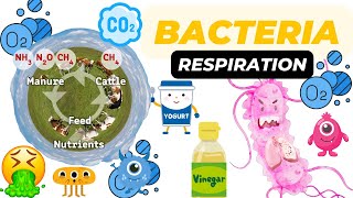 Respiration in Bacteria Basics [upl. by Oinotnaesoj394]