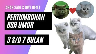 pertumbuhan anak kucing kitten british short hair umur 3 bulan dan 7 bulan silver x blue [upl. by Retluoc]