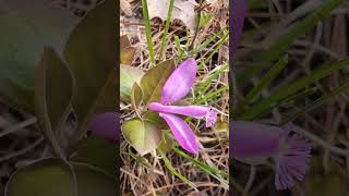 Birds on the wing or Polygala Polygaloides signs of many things [upl. by Emera]