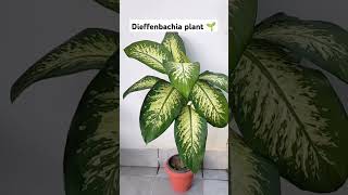 Dieffenbachia Plant shortsviral plants youtubeshorts [upl. by Antonino805]