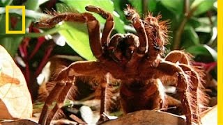 Worlds Biggest Spider Devours Mouse  National Geographic [upl. by Prudy]