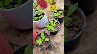 Repotting 🌱 Petunia 💕🌸 flower plant ☘️ gardning flowers ytshorts traindingshort [upl. by Muscolo]