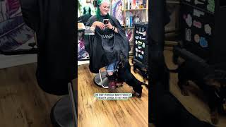 Salon dog hard at work 💇🐶 🎥 TikTok  pepperonikisses [upl. by Nordin]