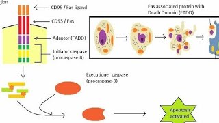 Apoptosis in Hindi  Introduction  Extrinsic Pathway [upl. by Bezanson]