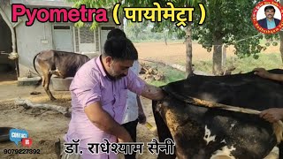 Pyometra in Cow  पायोमेट्रा  Complete treatment of Pyometra  Dr Radheshyam Saini [upl. by Lucinda]