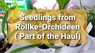 The Seedlings  Orchids from RoellkeOrchideen [upl. by Assirral]