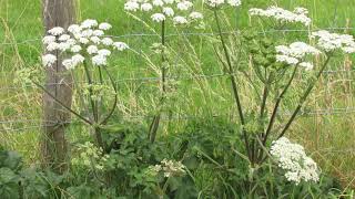 Heracleum sphondylium [upl. by Ynaffat]