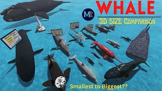 Whale Size Comparison🐳  Smallest to Largest Whales in the world 3D Size Comparison 🐳🐳 [upl. by Heilner]