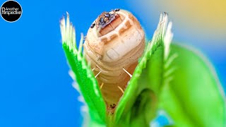 30 Days Venus Flytrap Digestion Time Lapse [upl. by Akila]