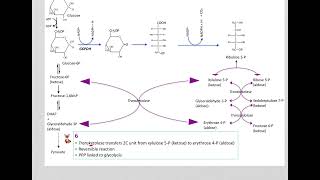 517 Understand not memorize metabolism Postprandial Pentose phosphate pathway [upl. by Pedrotti]