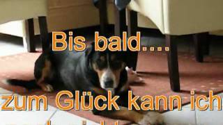 Hundetricks Tricksammlung Entlebucher Sennenhund Lucy Tricks Haushaltshilfe Hundetraining [upl. by Enreval]