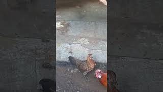 Dapat tgl 28 oktober 2024 ayam burung [upl. by Akiam753]