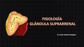 Fisiología de la Glándula Suprarrenal DrVale [upl. by Ynnus398]