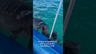 Cabrilla sardinera muybuena para los tacos 🌮 fishing spearfish fish suscribete pesca viral 🙏 [upl. by Haizek]