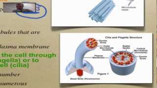 Chapter 7 Part 8  Cytoskeleton [upl. by Nairoc]