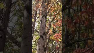 Birds in my Woods on Windy Day [upl. by Marlene]