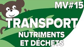 Transporter Nutriments et Déchets MV15SVT CollègeMathrix [upl. by Akinoj]