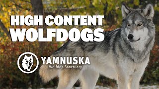 What is it like to own a High Content Wolfdog [upl. by Abagael]