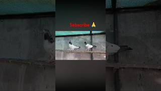 Rampuri pigeon loft ka number 1 kobutor pigeon bird ytshorts viralvideo yt [upl. by Marko]