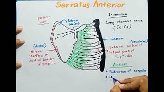 Serratus Anterior muscle  Origin  Insertion  Innervation  Actions [upl. by Anidnamra689]