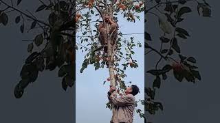 Cutting persimmon tree [upl. by Ettolrahs]