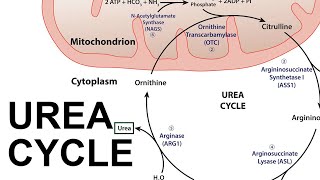 Urea Cycle [upl. by Asennav]