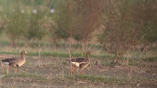 Kowascoping 白額雁 Greater Whitefronted geese Tainan using the new TSN55 [upl. by Ahseikram]