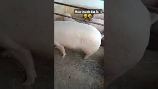 MS pig farmertrending pigging animals piglet farmerlife farming pigdryfarming pighusbandry [upl. by Ailima]