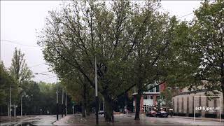 Amsterdam noisy birds in the morning [upl. by Miguelita]