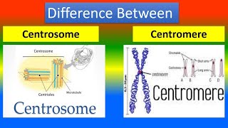 Difference Between Centrosome and Centromere [upl. by Emina889]