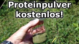 Proteinpulver kostenlos selber machen Muskelaufbau vegan und mit Rohkost Eiweiss Protein [upl. by Derwood]