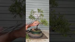 Tea Tree Bonsai Refinement [upl. by Slifka]