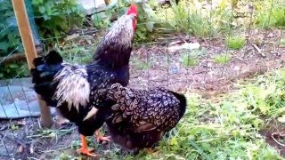 My chicken Barnevelder Silver Double Laced [upl. by Ennaillek]