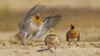 Sandgrouse drinking in Shivta الغطاطة קטות שותות בשבטה पिन पूंछ サケイ वाले सैंडग्रास گودال ماسه ای [upl. by Depoliti]