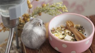 I GOT A HAMSTER 🐹  2020 [upl. by Babette]