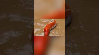 Stop Motion ASMR Fish Figh 20102024 fish shorts asmr fynnyvideo fish funny [upl. by Josie645]