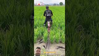 Paddy farming machine riceproduction ricefarming newtechnology agriculture ricecultivation [upl. by Nellaf526]