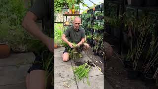 How to Divide Yarrow Achillea shorts yarrow dividingplants gardentips freeplants [upl. by Mike]