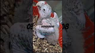 Green wing Macaw chick Avaliable for sale birds macaw parrot rawparrots greenwingmacaw pets [upl. by Eniamrehc]