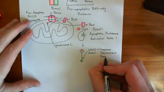 The Intrinsic Pathway of Apoptosis Part 5 [upl. by Hakaber]