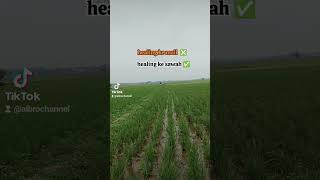 Healing ke Mall❎Healing ke Sawah✅ [upl. by Dominick114]