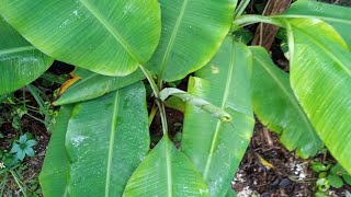 EL HOGAR DE LOS CANGREJOS EN EL JARDÍN DE SOFI [upl. by Francene522]