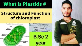 What is plastids Structure and function of chloroplast [upl. by Roleat]