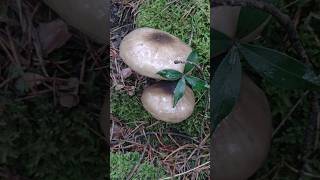 Corro de llanegasyoutubeshorts mushroom llanegas nature funghi hygrophoruslatitabundus [upl. by Ahtivak]