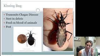 Hemiptera Heteroptera Intermediates and Seniors [upl. by Tiana]