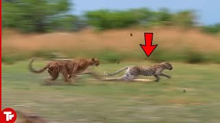 Look What Happened When This Leopard Attacked Cheetah [upl. by Kendricks]