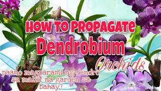 How to GrowPropagate Dendrobium Orchids Paano Magparami ng Dendrobium Orchids [upl. by Dorothee]