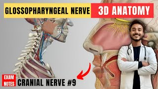 glossopharyngeal nerve anatomy  9th facial nerve anatomy  cranial nerve anatomy  maxillary nerve [upl. by Kcirdnek918]