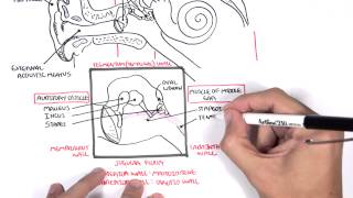 Anatomy  Ear Overview [upl. by Ayikal718]