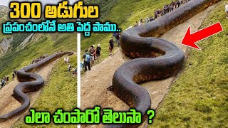 Worlds Biggest Snake Titanoboa  Facts About Titanoboa Snake In Telugu  Telugu Ammayi [upl. by Vanni]